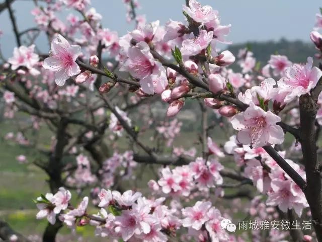 2016年雅安市雨城區(qū)一年12個(gè)月可以這樣玩兒！