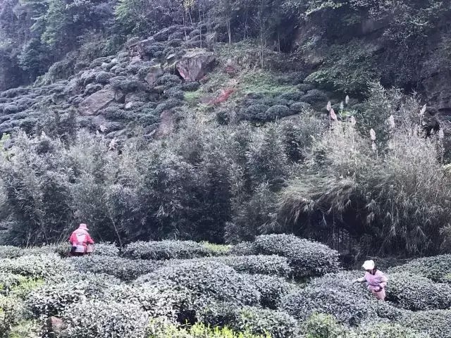 別再說(shuō)清明找不到地方游玩了我看雅安這里就很不錯(cuò)！