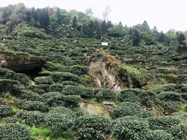 別再說(shuō)清明找不到地方游玩了我看雅安這里就很不錯(cuò)！
