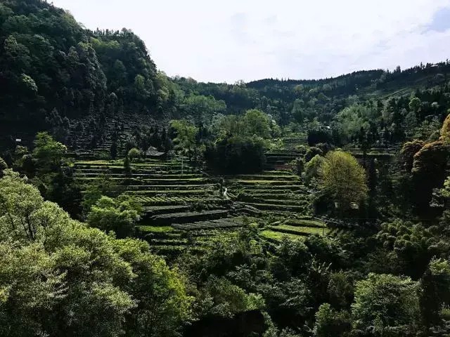 別再說(shuō)清明找不到地方游玩了我看雅安這里就很不錯(cuò)！