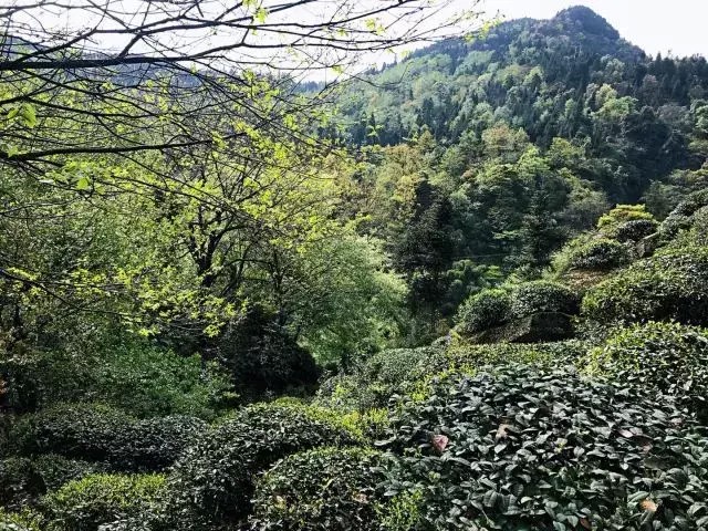 別再說(shuō)清明找不到地方游玩了我看雅安這里就很不錯(cuò)！