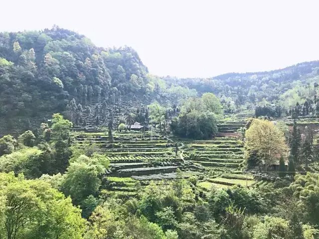 別再說(shuō)清明找不到地方游玩了我看雅安這里就很不錯(cuò)！