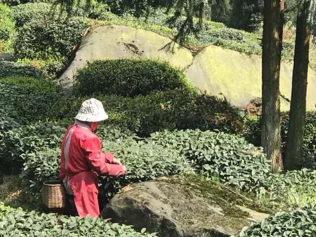 別再說(shuō)清明找不到地方游玩了我看雅安這里就很不錯(cuò)！