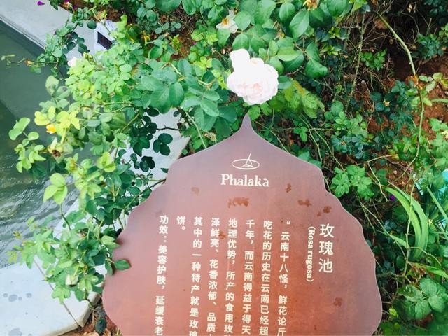 云南德宏|芒市遮放最美江邊熱帶雨林里的高顏值酒店溫泉體驗