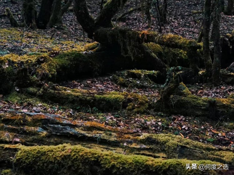 中國首家蘭蔻菁純授權(quán)水療店「隱水療」盛大啟幕