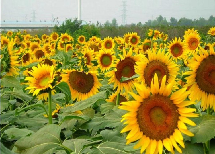 廣東十大網(wǎng)紅打卡勝地不去你就OUT了！