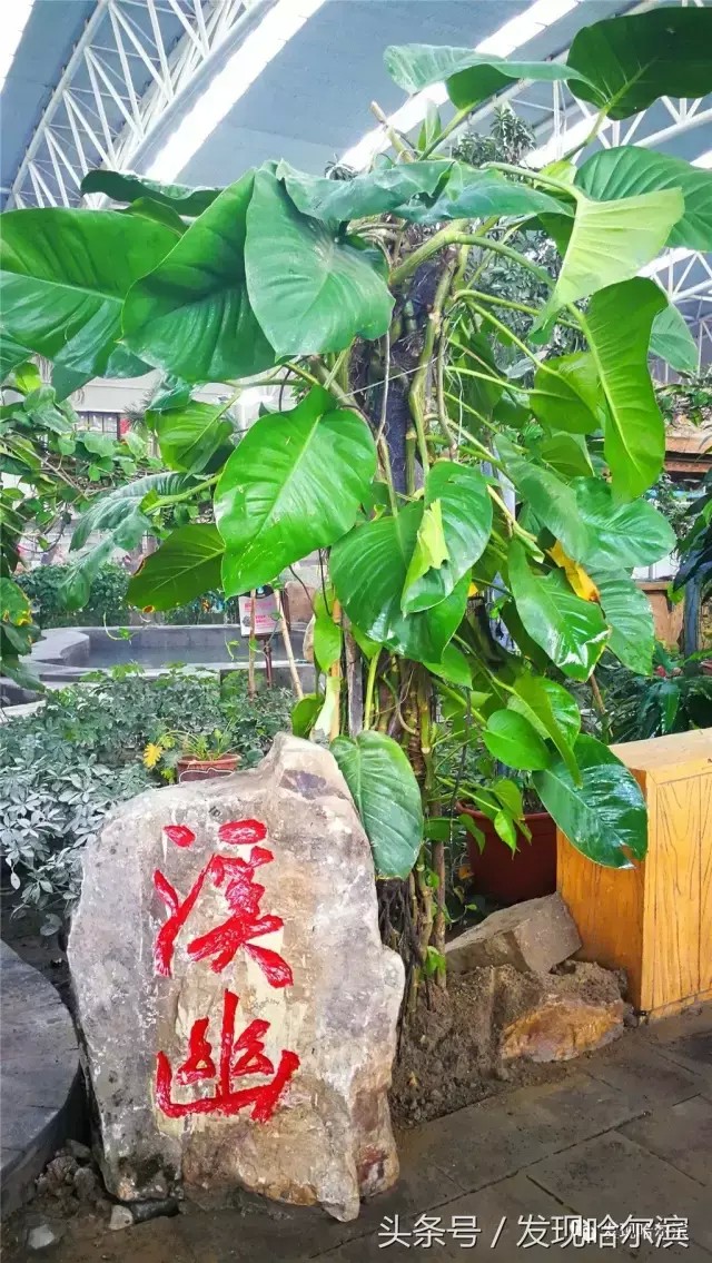 哈爾濱真正溫暖如春的地方！來(lái)回用不上200玩轉(zhuǎn)這個(gè)周末！