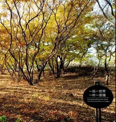 周末游河北|來(lái)這個(gè)地方相當(dāng)于去了馬爾代夫撒哈拉巴黎……