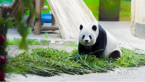 亞布力森林溫泉開業(yè)丨亞布力滑雪旅游度假區(qū)全面開放