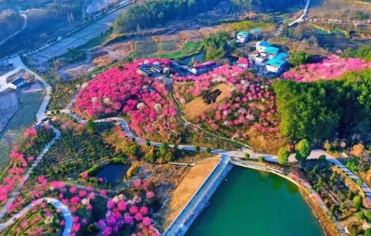 湖北最美花田羅田燕兒谷萬(wàn)株茶梅綻放