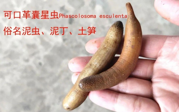 看著福建土筍凍嘴巴就是不敢動